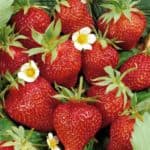 aardbeien