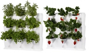vertikale tuin met aardbeien