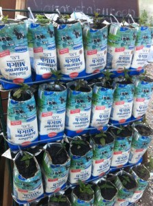 prinzessinnegarten - Berlijn - verticale tuin van melkpakken