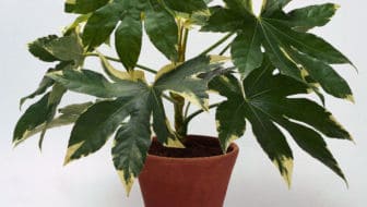 vingerplant - Fatsia Japonica