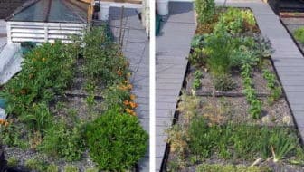 moestuin-op-dakterras