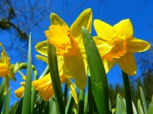 narcis