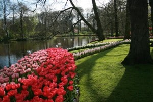 keukenhof in bloei