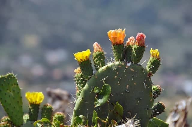 cactus-in-bloei