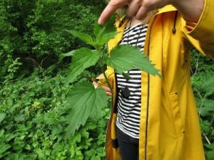 lynn_urban_herbology_walk