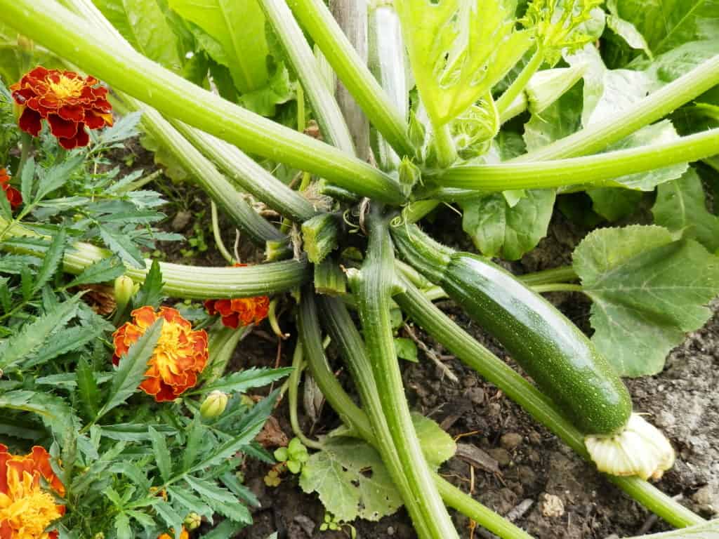 Makkelijke groente in de moestuin