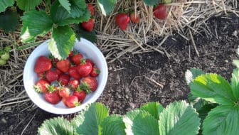 Aanleg van een aardbeienbed.