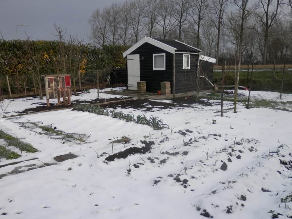 Mijn moestuin in de winter