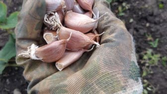 Knoflook planten